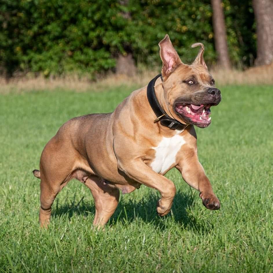 Dog Featured Image