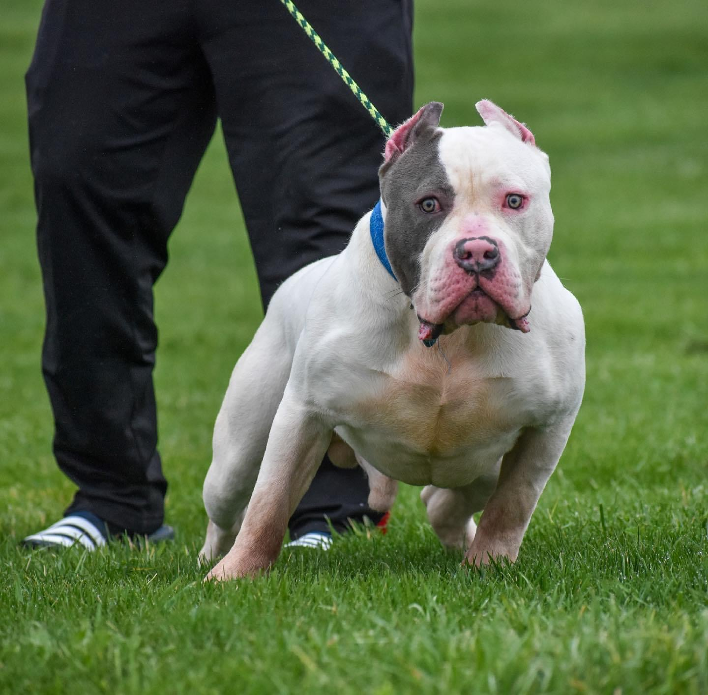 Dog Featured Image