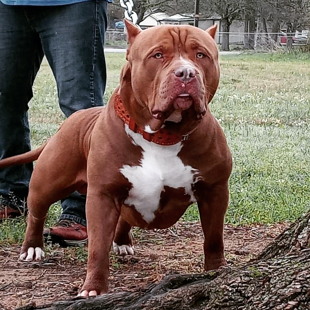 Dog Featured Image