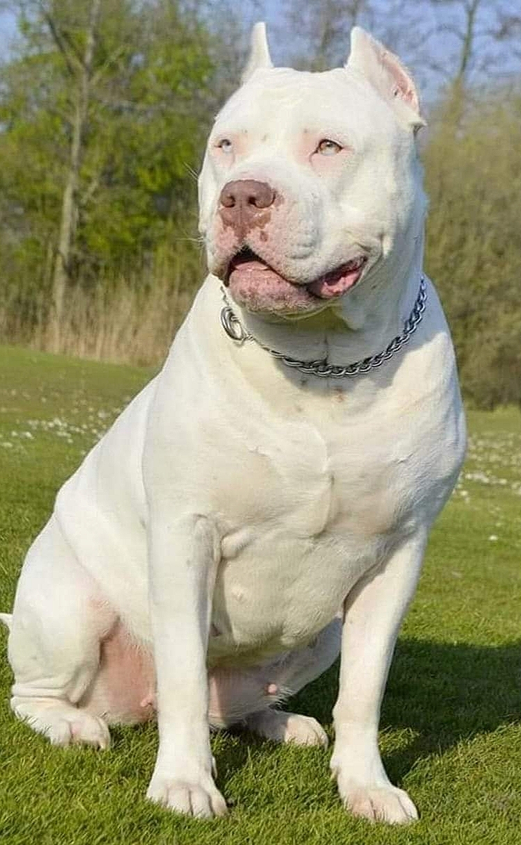 Dog Featured Image