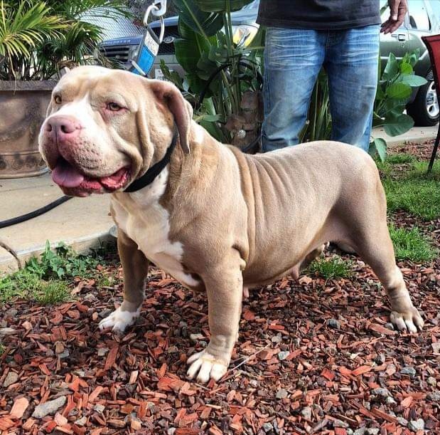 Dog Featured Image