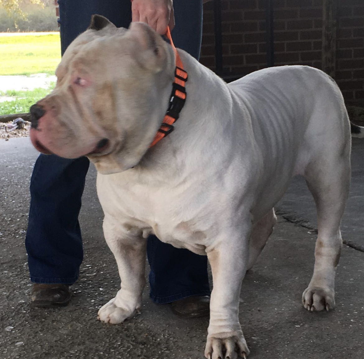 Dog Featured Image