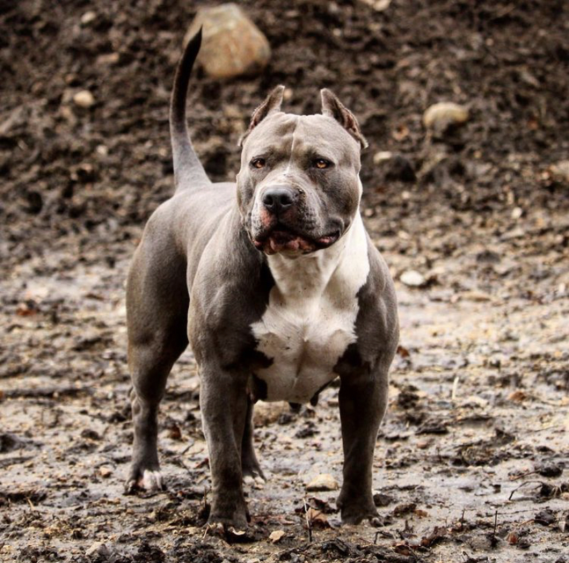 Dog Featured Image