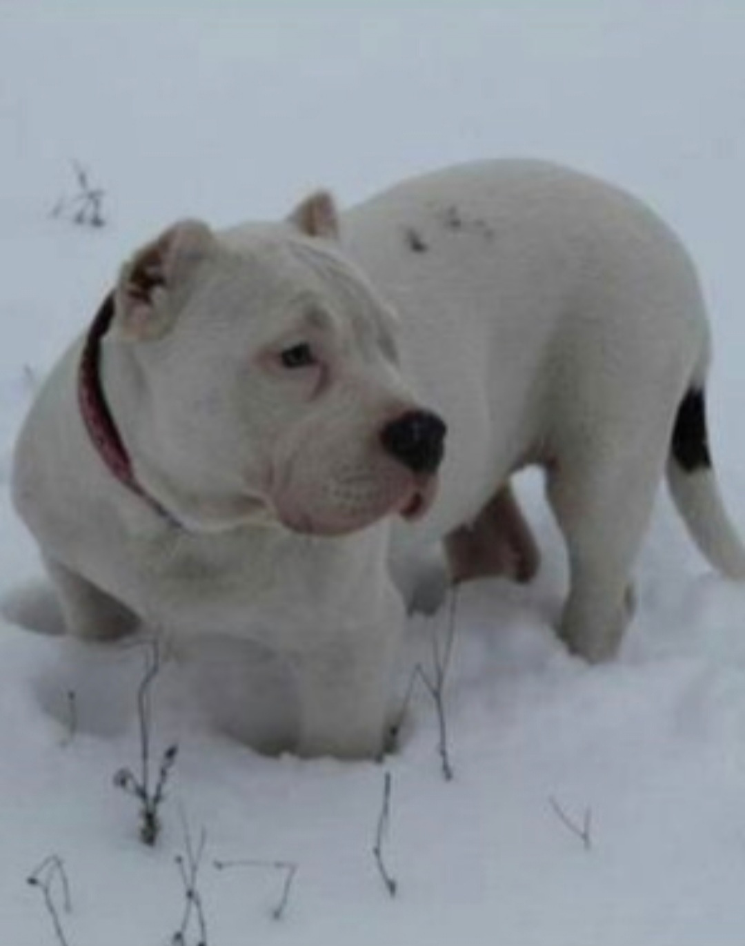 Dog Featured Image