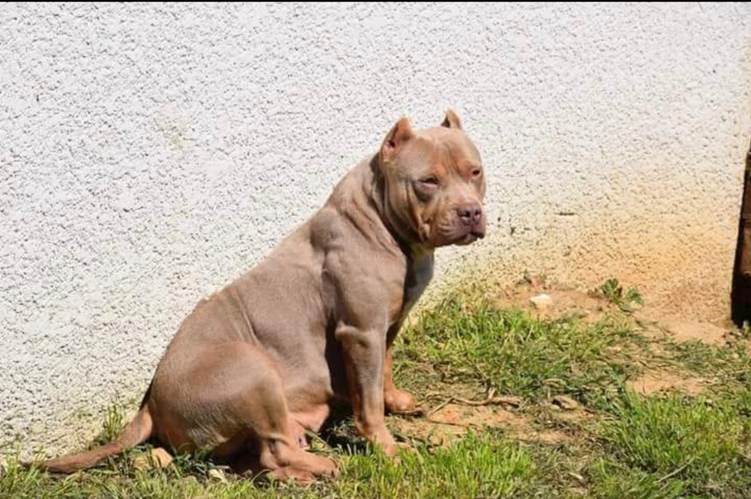 Dog Featured Image