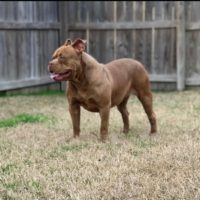 Dog Featured Image