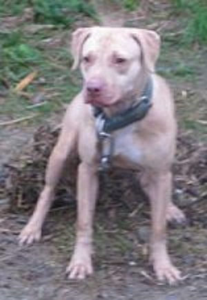 Dog Featured Image