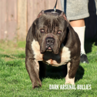 Dog Featured Image