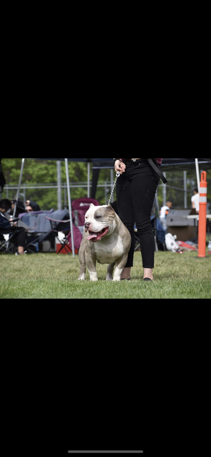 Dog Featured Image
