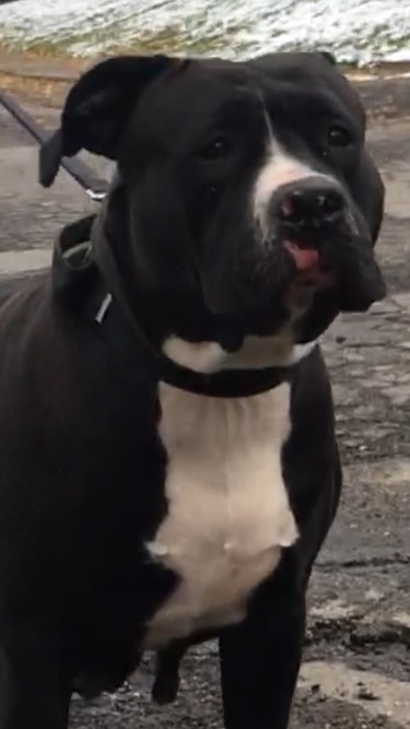 Dog Featured Image