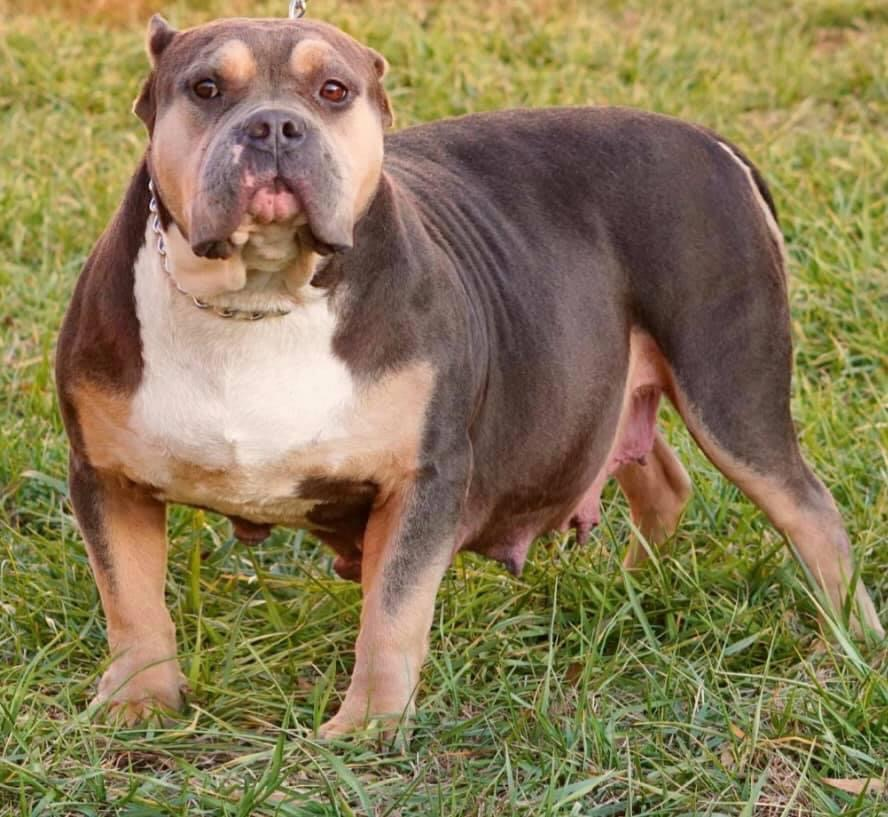 Dog Featured Image