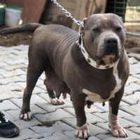 Dog Featured Image