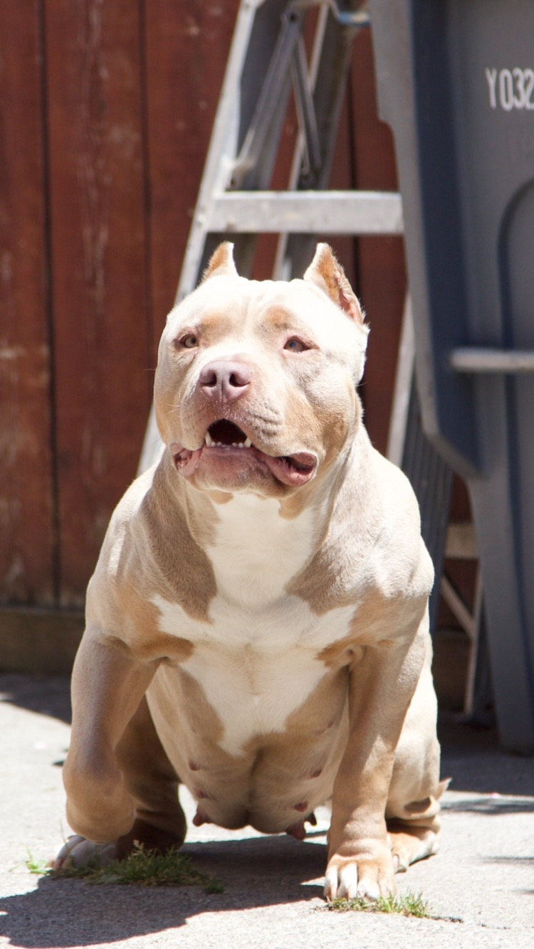 Dog Featured Image
