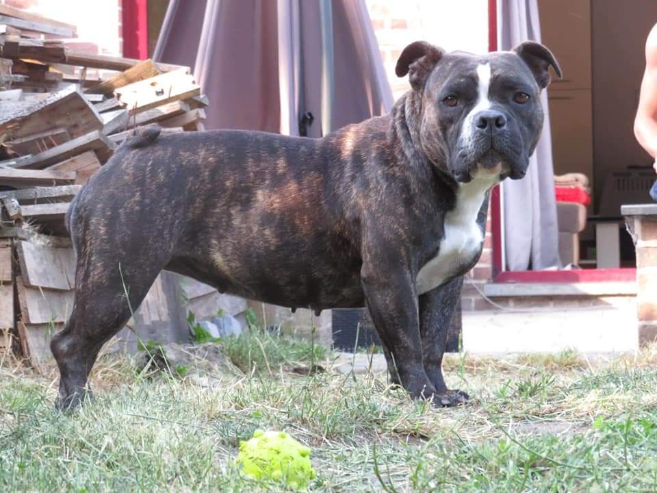 Dog Featured Image