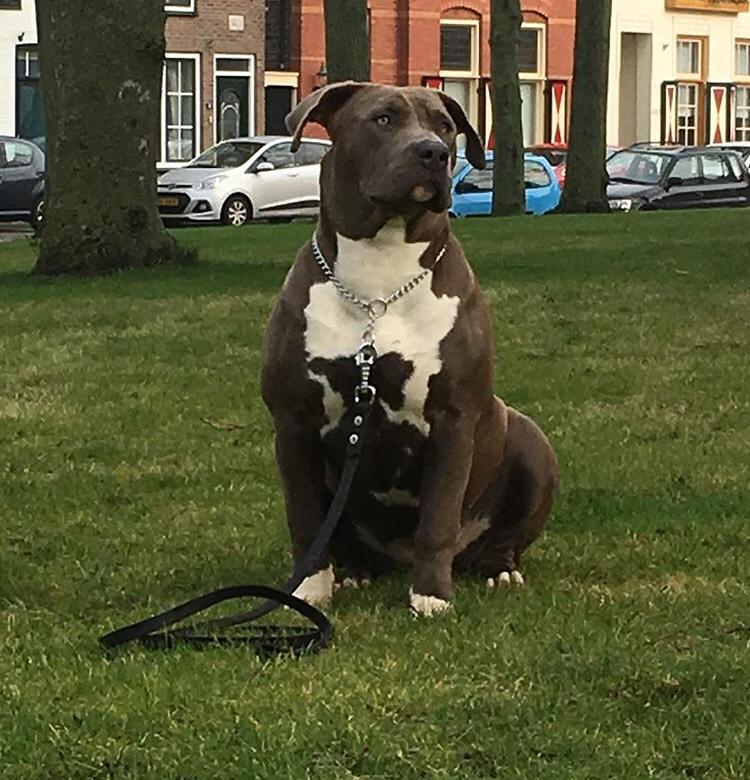 Dog Featured Image
