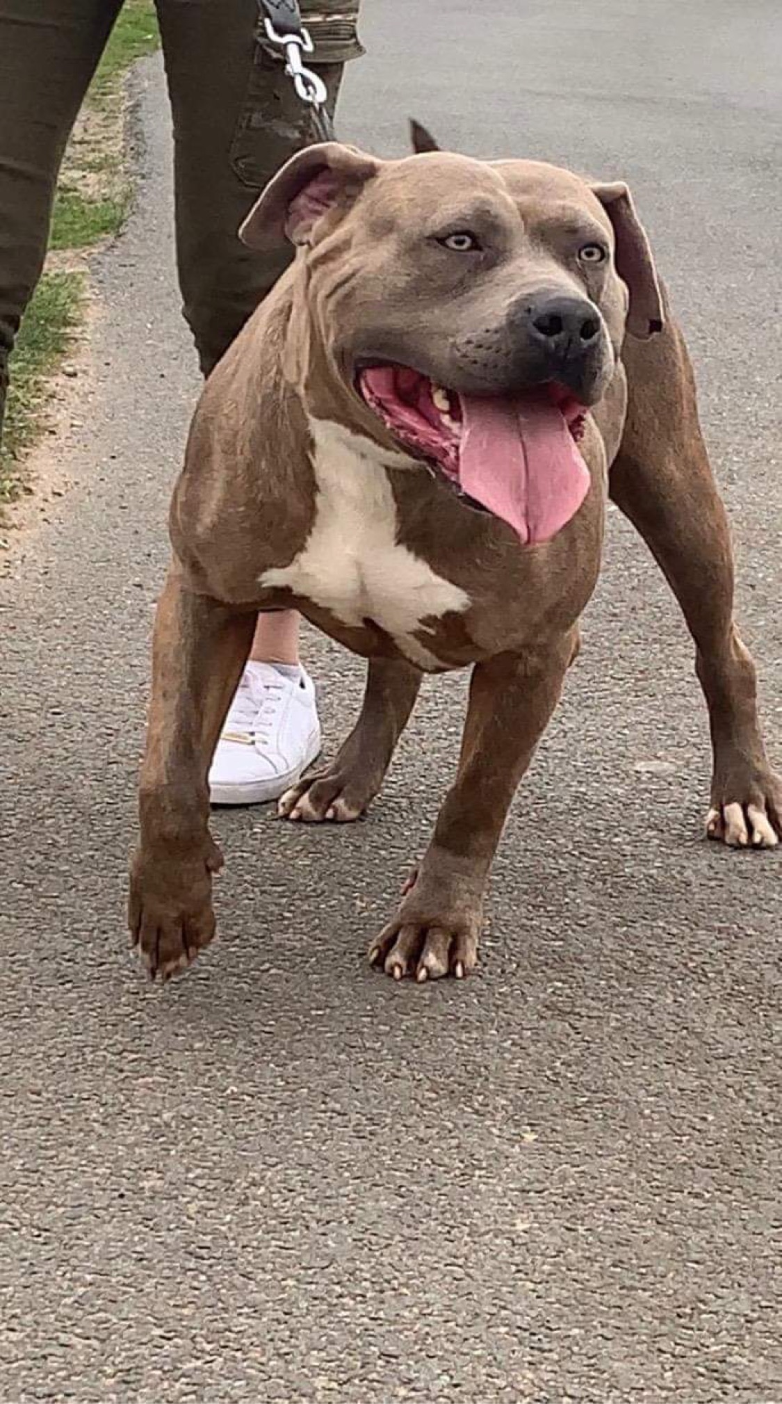Dog Featured Image