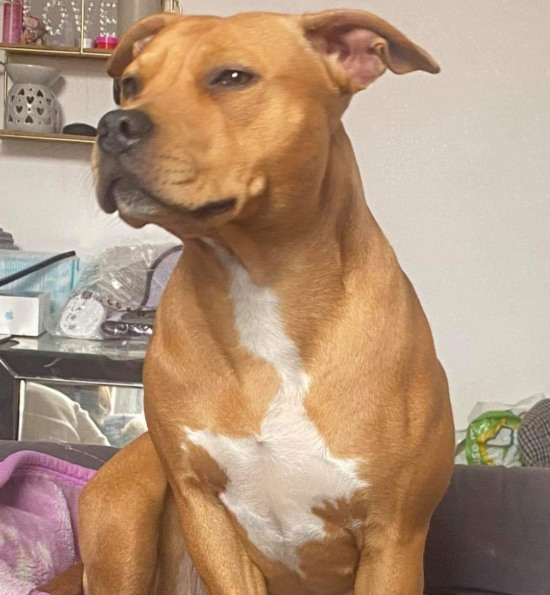 Dog Featured Image
