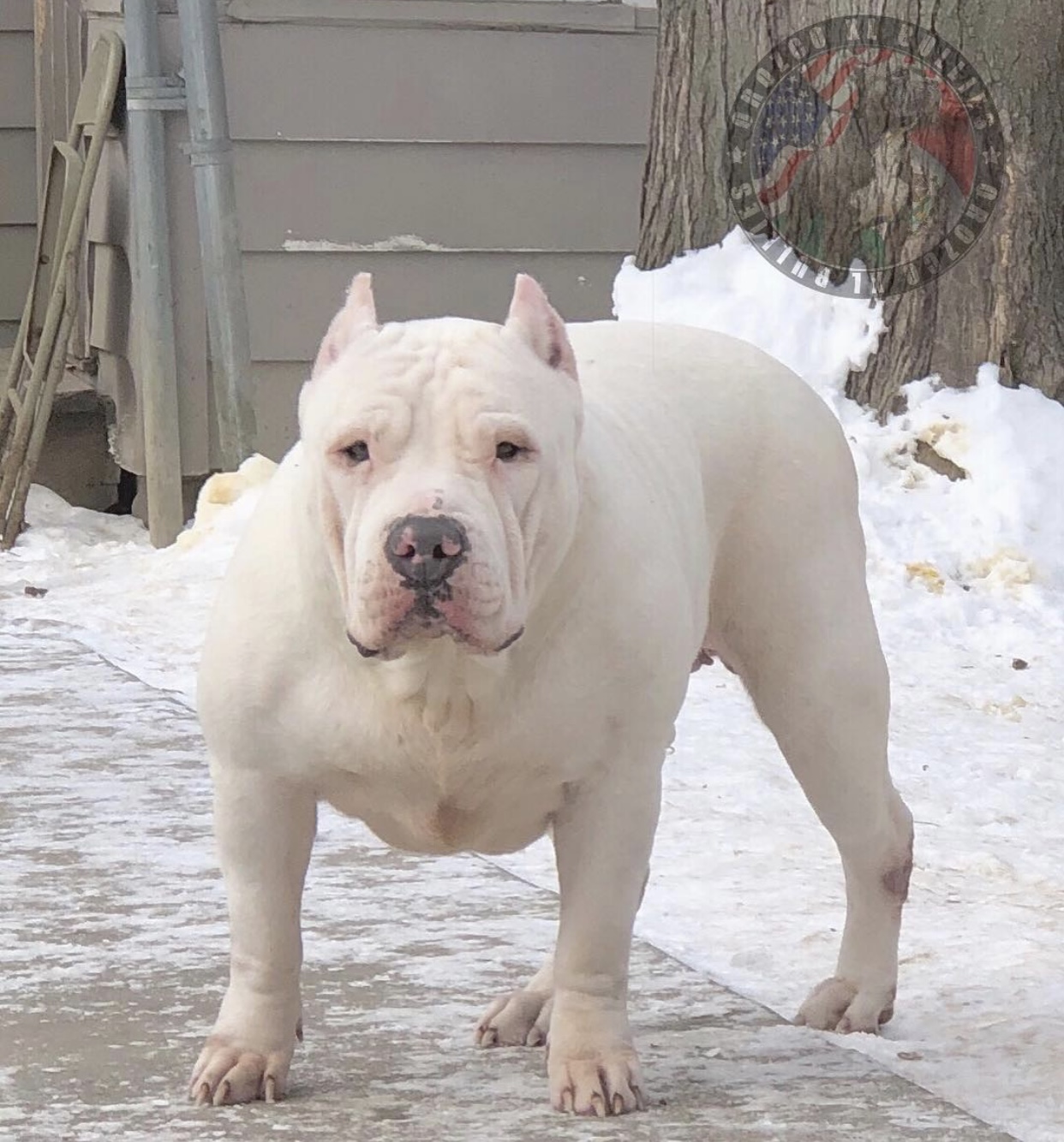 Dog Featured Image