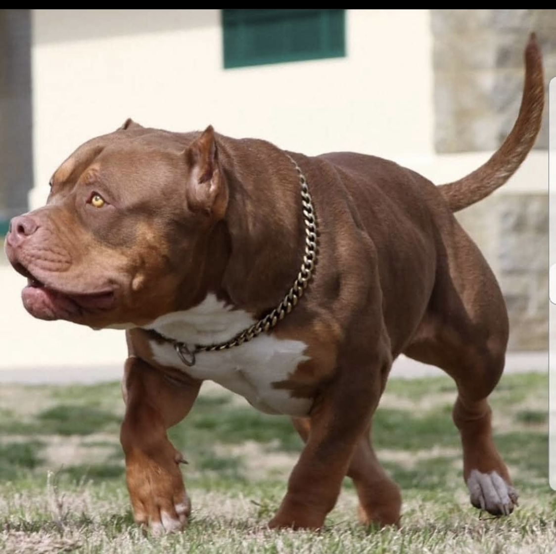 Dog Featured Image