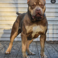 Dog Featured Image