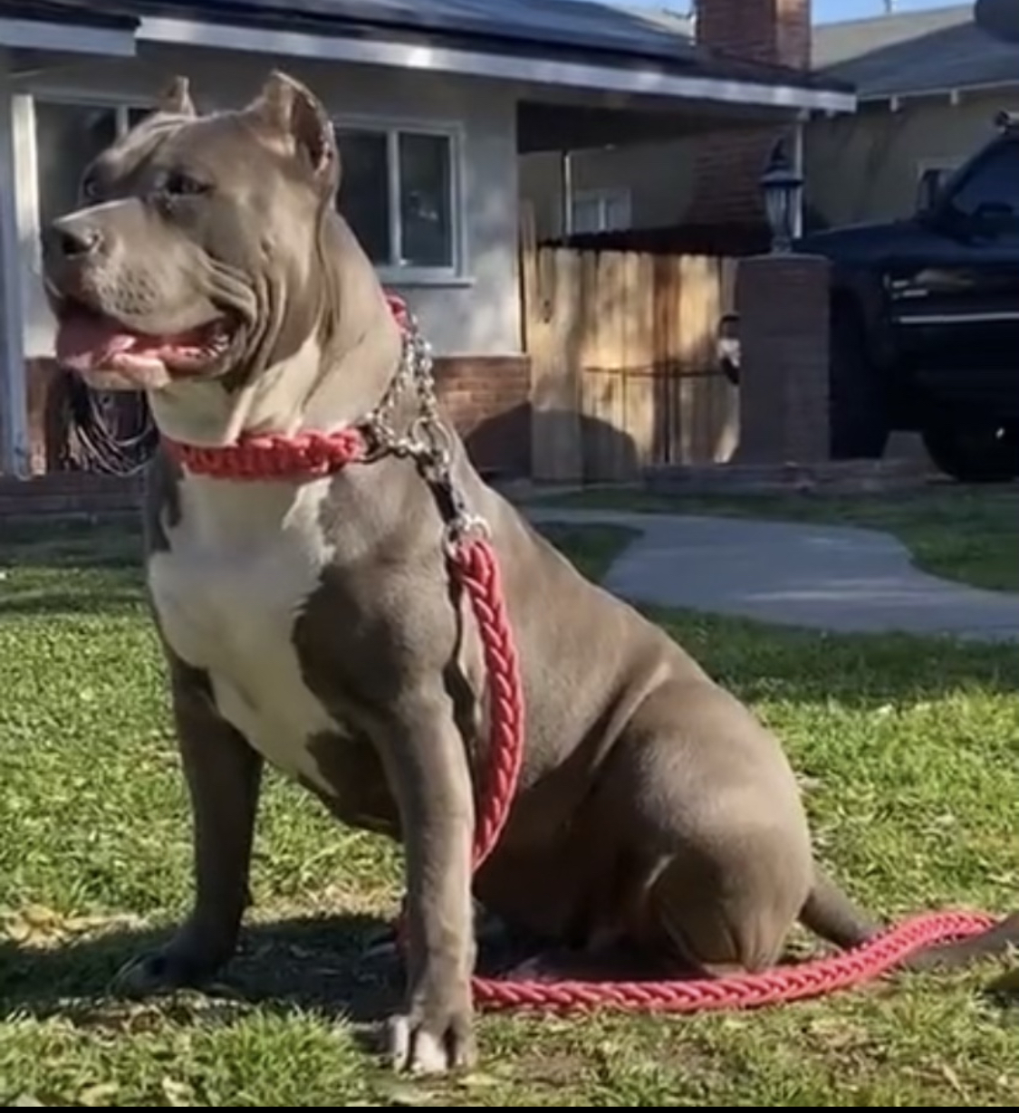 Dog Featured Image
