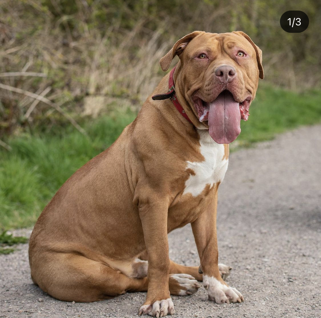 Dog Featured Image