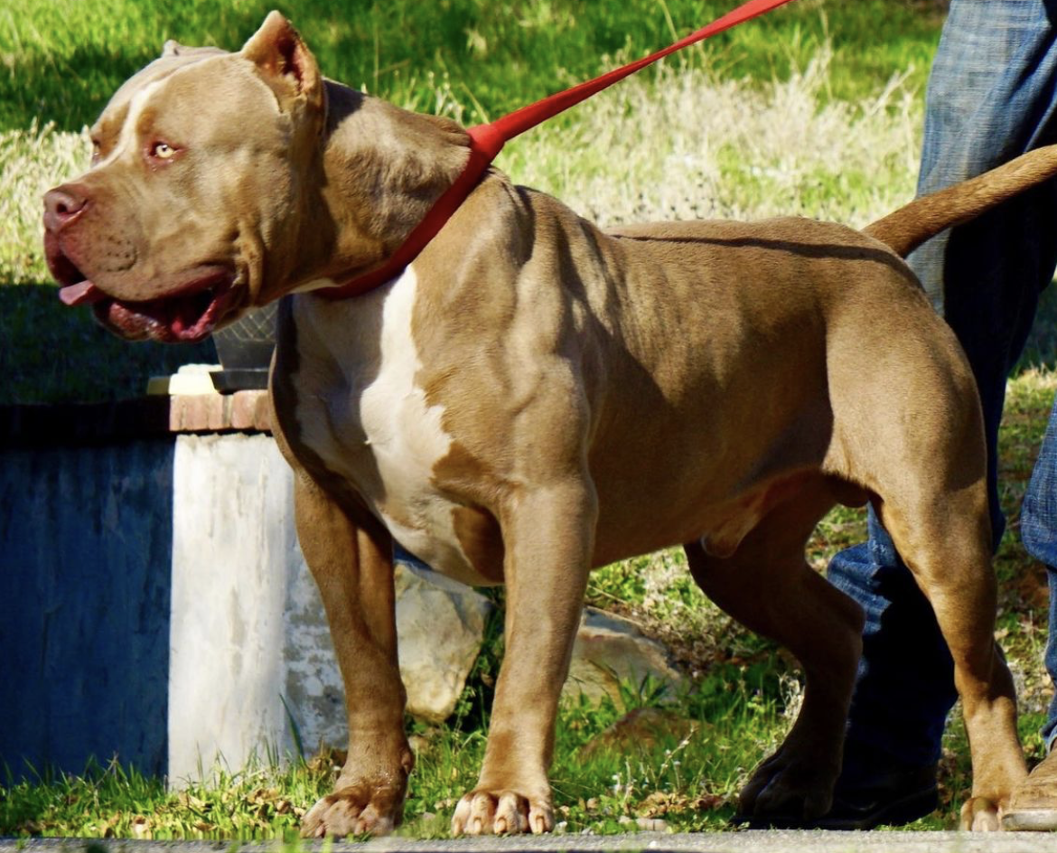 Dog Featured Image