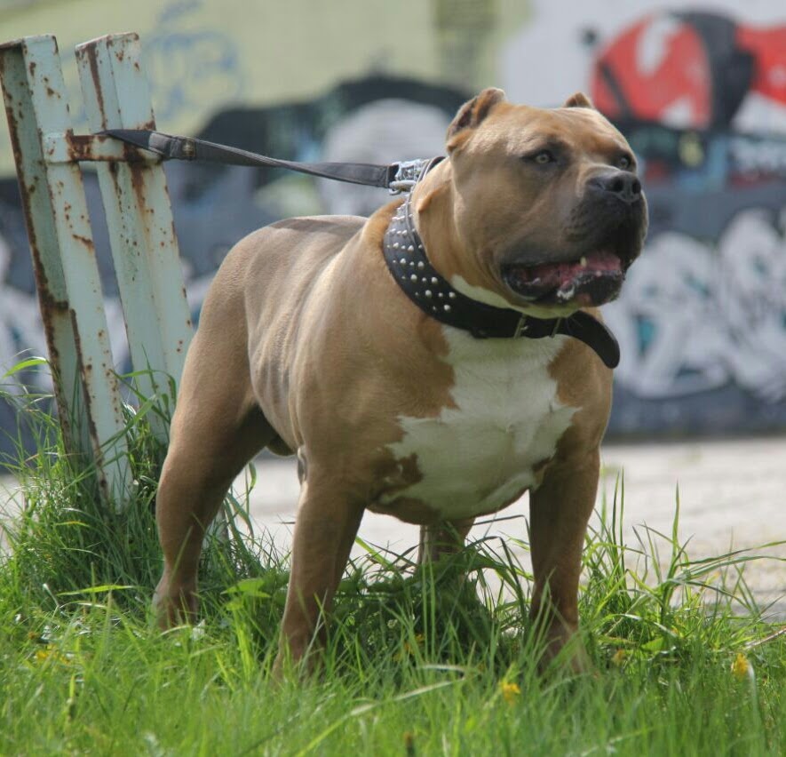 Dog Featured Image