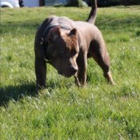Dog Featured Image