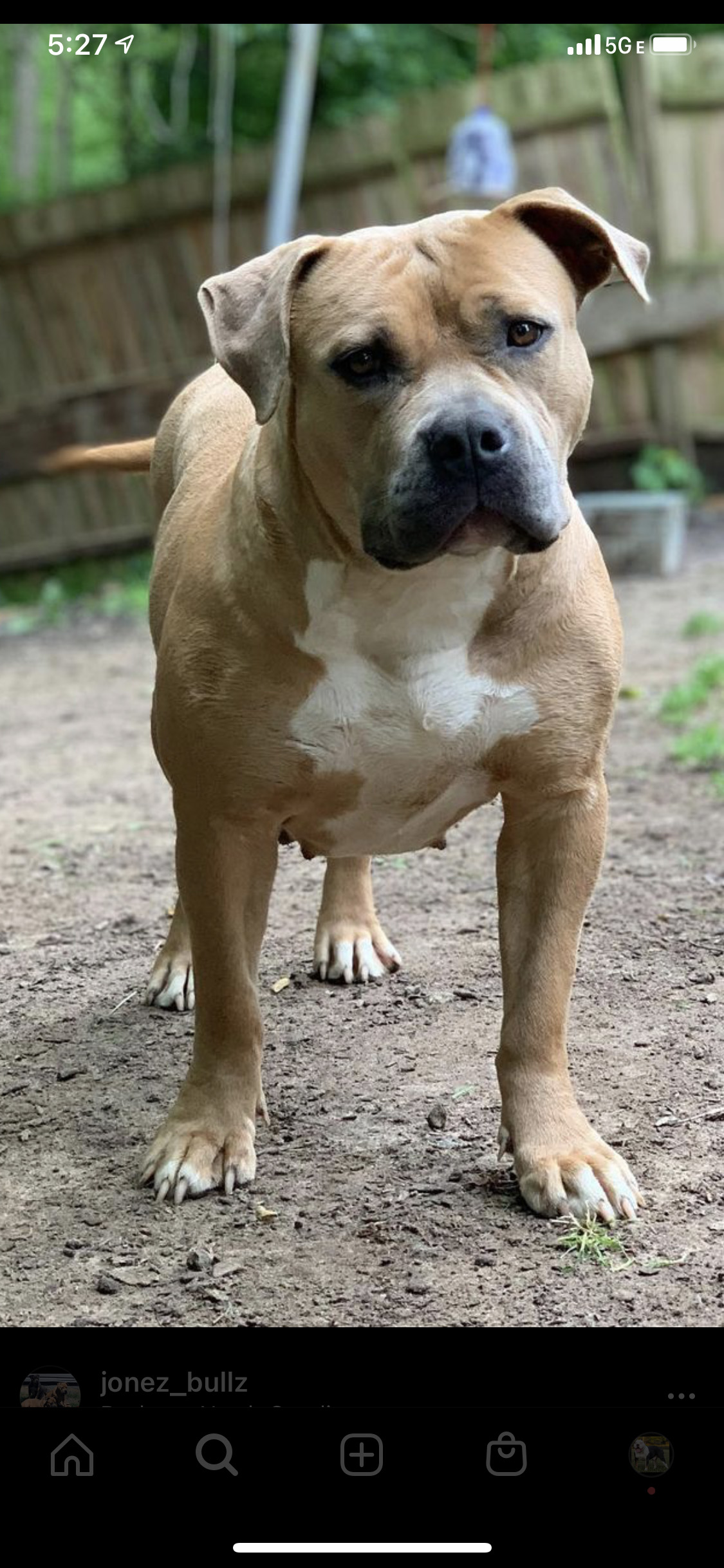Dog Featured Image