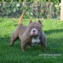 Dog Featured Image