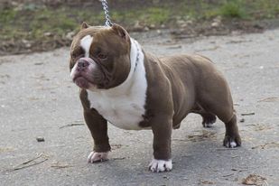 Dog Featured Image