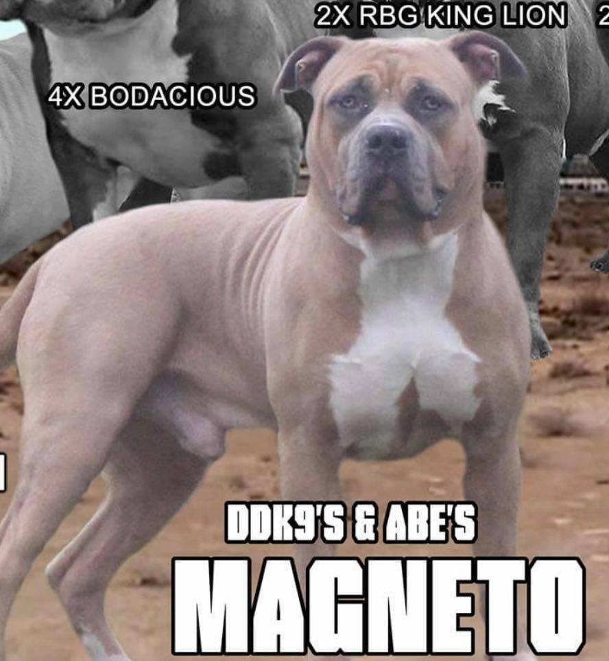 Dog Featured Image