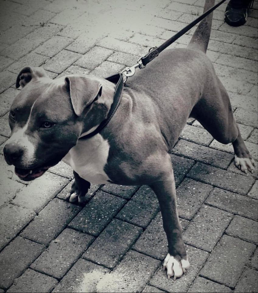 Dog Featured Image