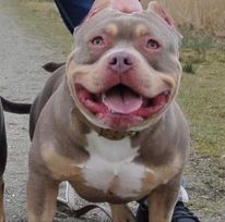 Dog Featured Image