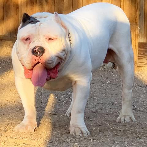 Dog Featured Image