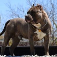 Dog Featured Image