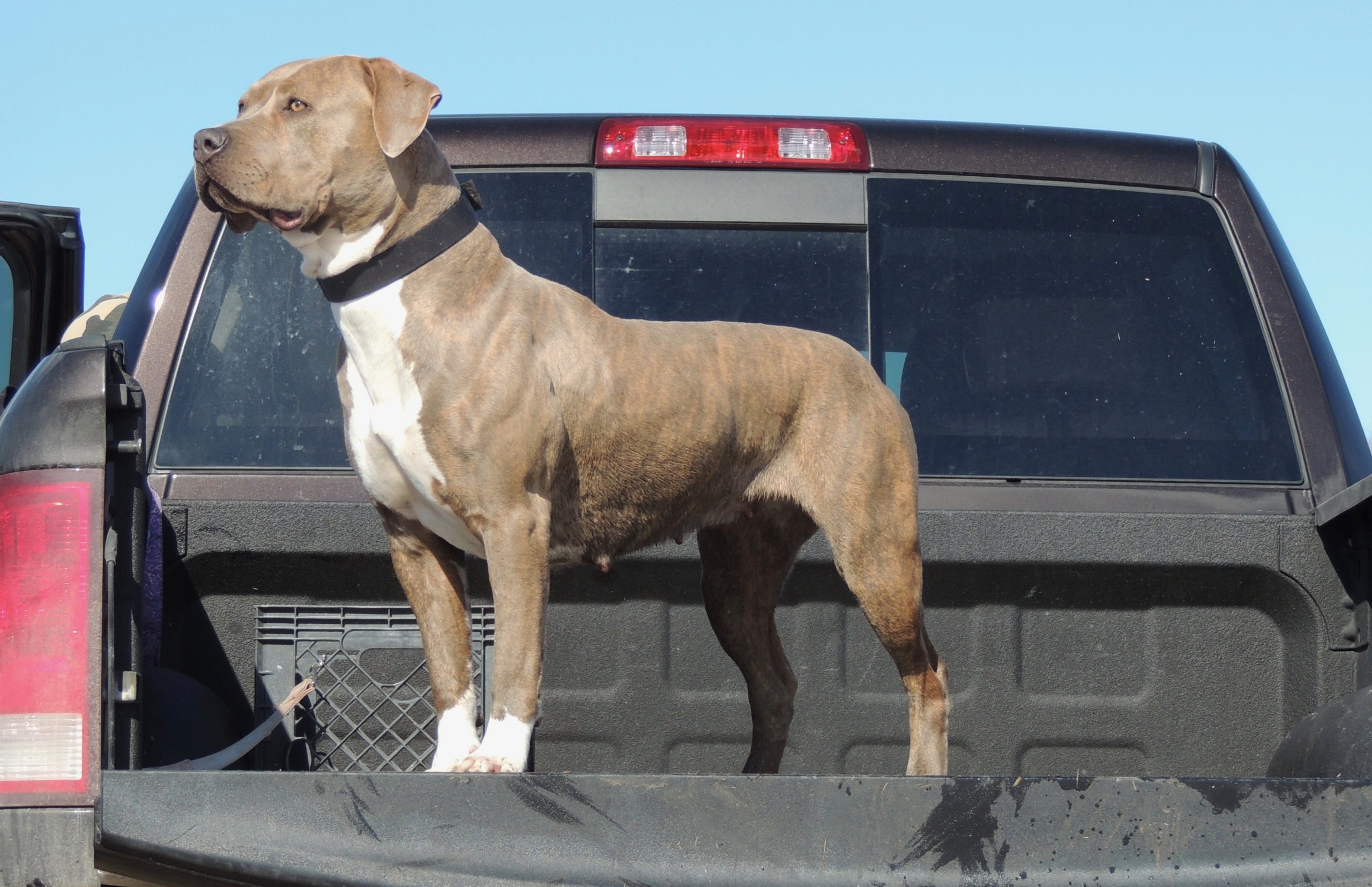 Dog Featured Image