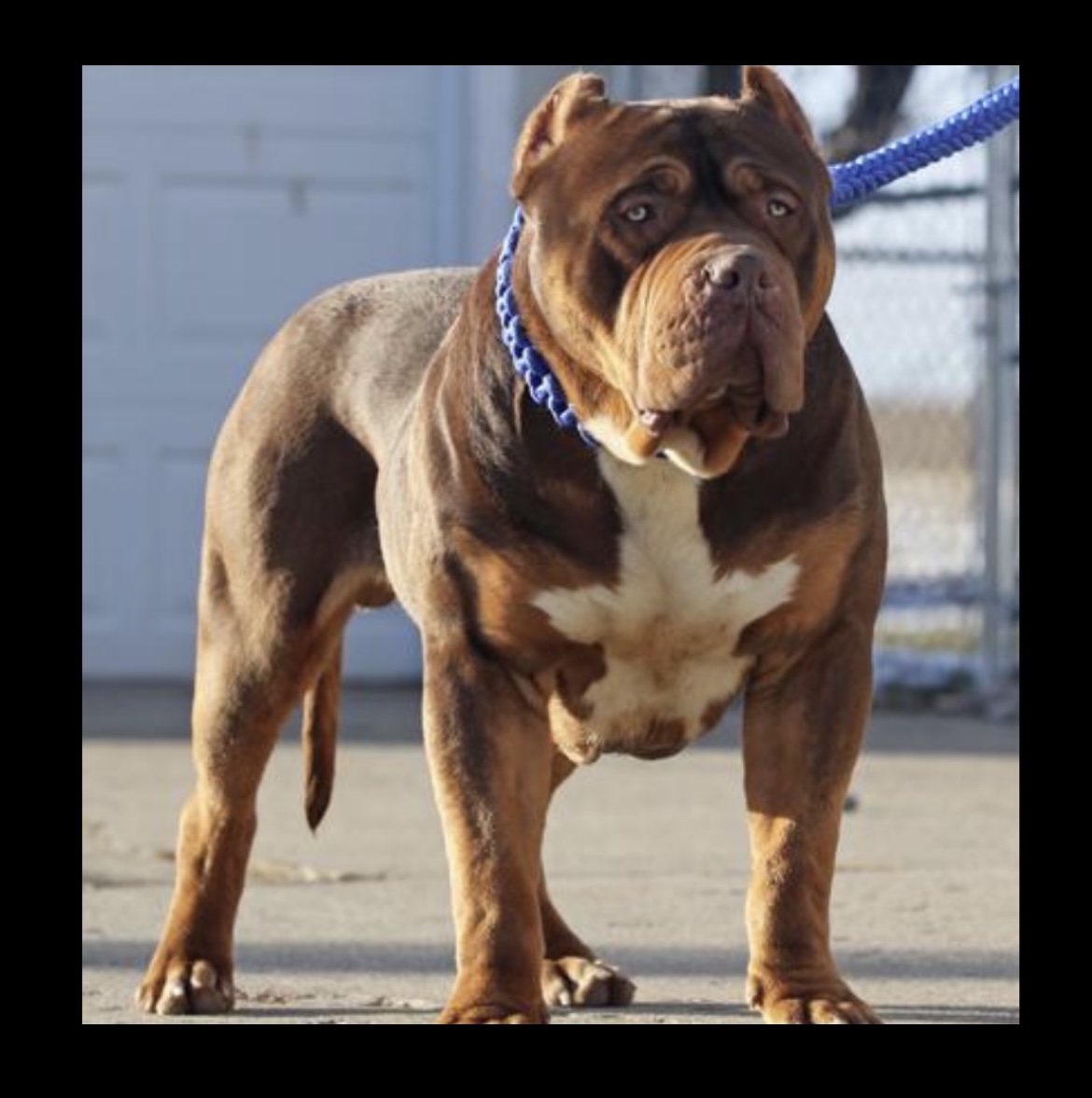 Dog Featured Image