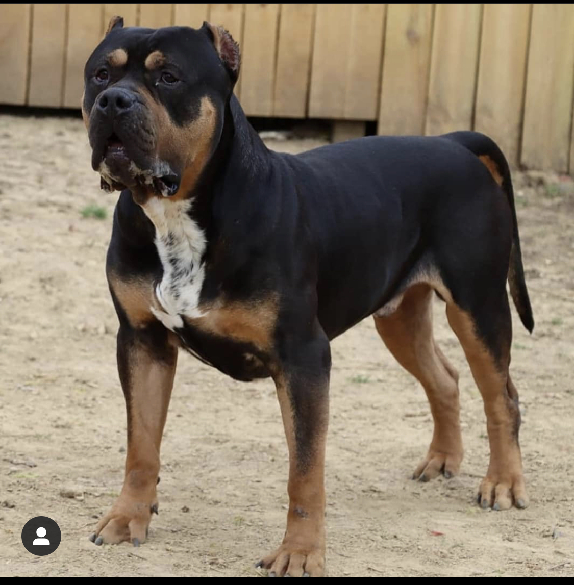 Dog Featured Image
