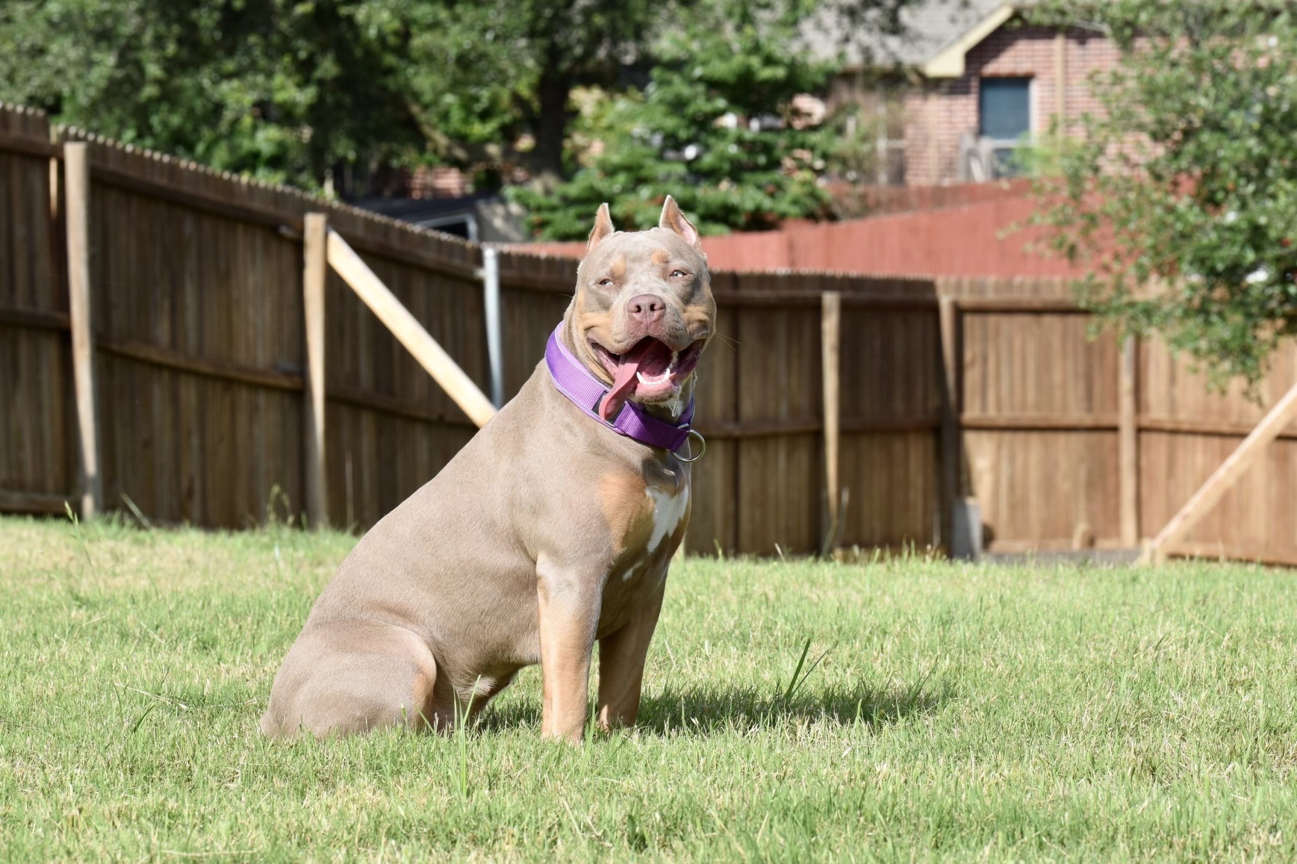 Dog Featured Image