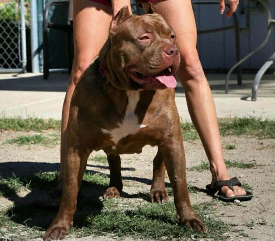 Dog Featured Image