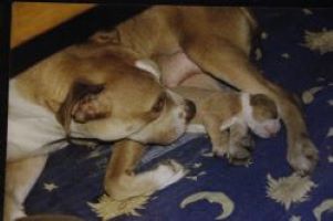 Dog Featured Image