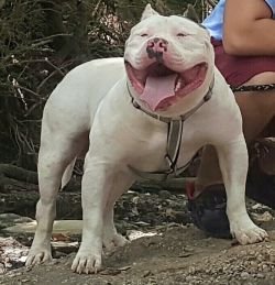 Dog Featured Image