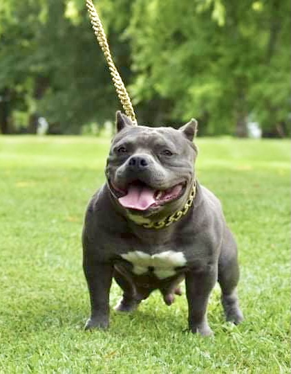 Dog Featured Image