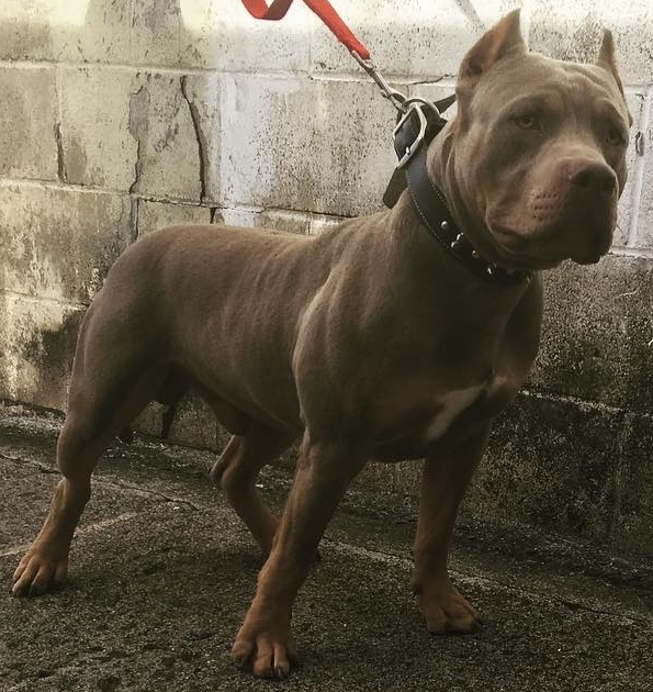 Dog Featured Image