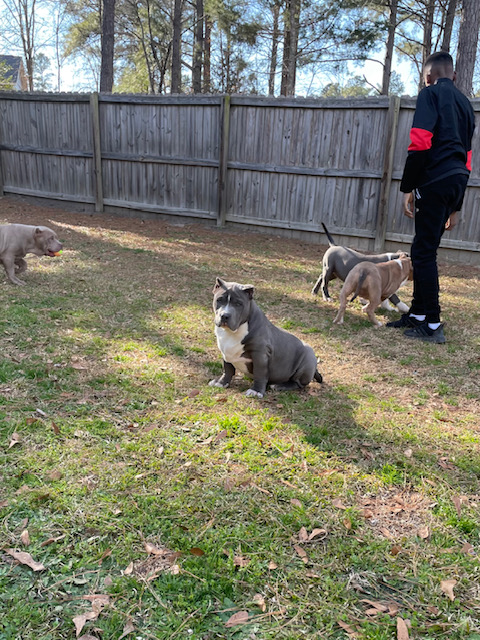 Dog Featured Image