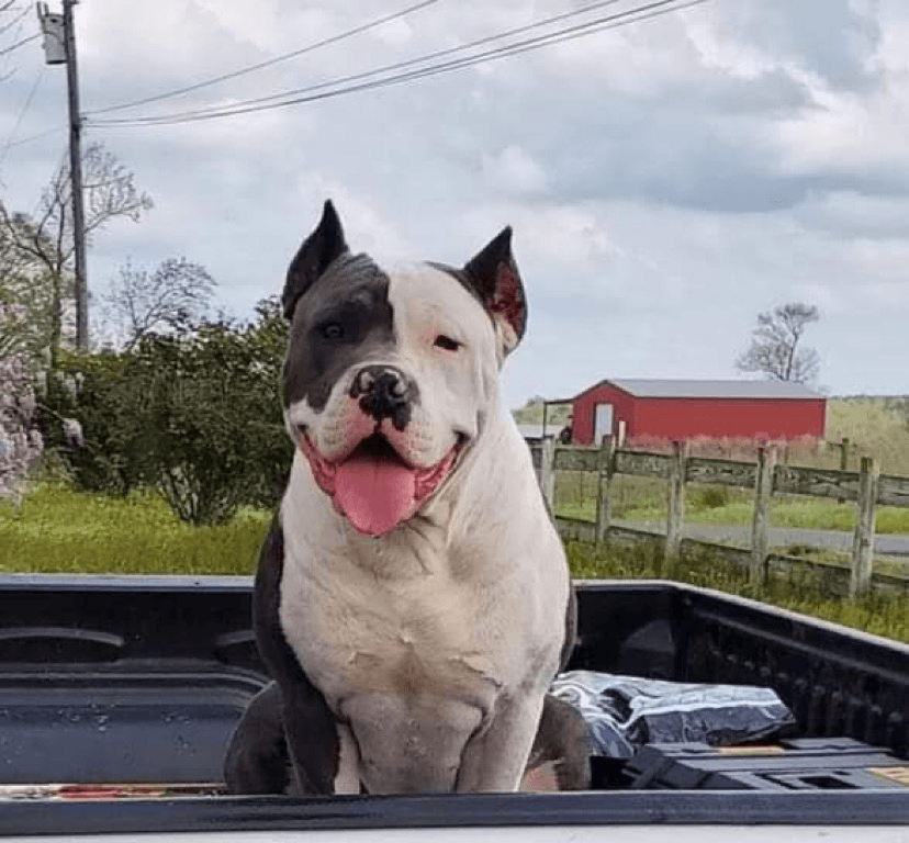 Dog Featured Image
