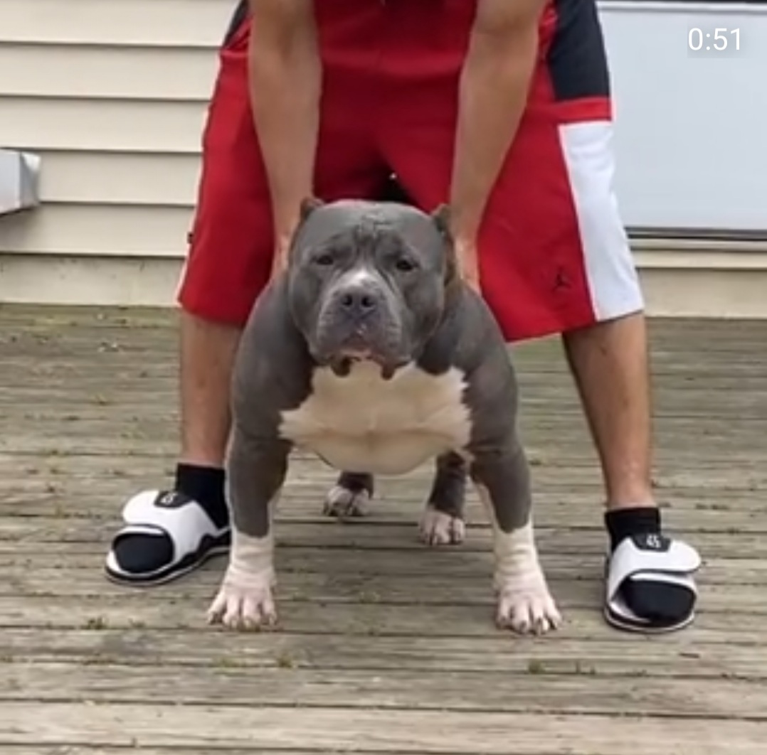 Dog Featured Image