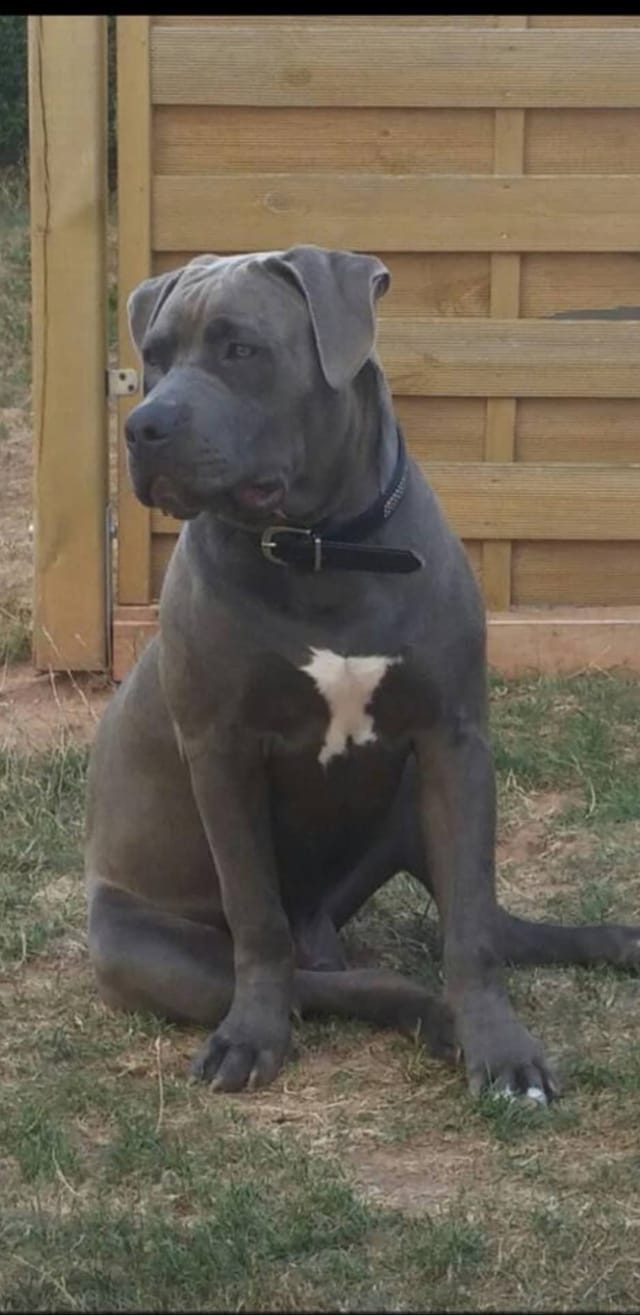 Dog Featured Image